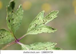 Attēlu rezultāti vaicājumam “Tranzschelia anemones”