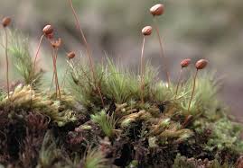 Attēlu rezultāti vaicājumam “Philonotis”