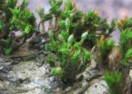 Attēlu rezultāti vaicājumam “Orthotrichum pumilum”