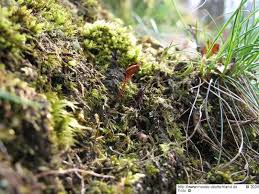 Attēlu rezultāti vaicājumam “Buxbaumia aphylla”