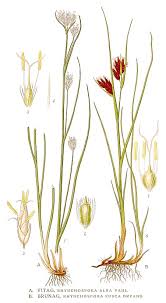 Attēlu rezultāti vaicājumam “Rhynchospora alba leaf”