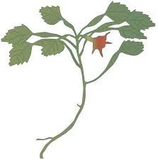 Attēlu rezultāti vaicājumam “Trapa natans leaf”