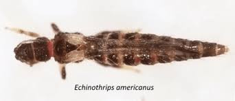 Attēlu rezultāti vaicājumam “Trachyspora intrusa”