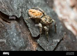 Attēlu rezultāti vaicājumam “Evarcha falcata male”