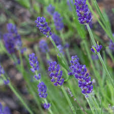 Attēlu rezultāti vaicājumam “Lavandula angustifolia bud”