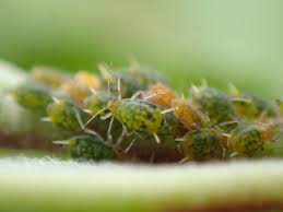 Attēlu rezultāti vaicājumam “Aphis farinosa”