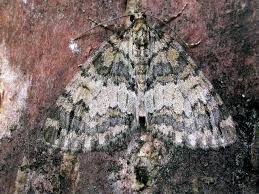 Attēlu rezultāti vaicājumam “Hydriomena impluviata”