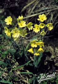 Attēlu rezultāti vaicājumam “Primula elatior”