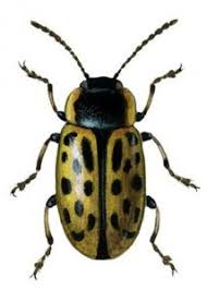 Attēlu rezultāti vaicājumam “Chrysomela vigintipunctata”