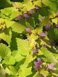 Attēlu rezultāti vaicājumam “Lamium maculatum”