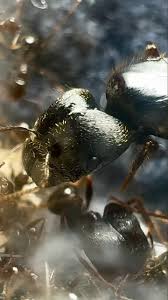 Attēlu rezultāti vaicājumam “Enteridium corticatum”