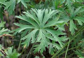 Attēlu rezultāti vaicājumam “Geranium pratense leaf”