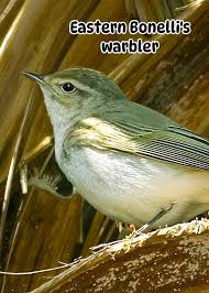 Image result for Phylloscopus orientalis