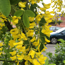 Attēlu rezultāti vaicājumam “Laburnum”