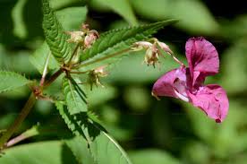 Attēlu rezultāti vaicājumam “Impatiens glandulifera fruit”
