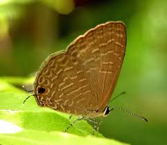 Attēlu rezultāti vaicājumam “Polyommatinae”