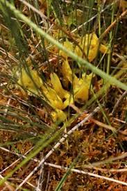 Attēlu rezultāti vaicājumam “Badhamia lilacina”