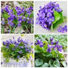 Image result for Viola odorata