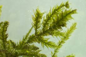 Attēlu rezultāti vaicājumam “Eurhynchium angustirete sporophyte”