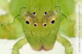 Attēlu rezultāti vaicājumam “Diaea dorsata”