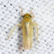 Attēlu rezultāti vaicājumam “Macrosteles sp.”