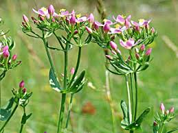 Attēlu rezultāti vaicājumam “Centaurium erythraea leaf”
