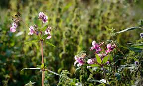 Attēlu rezultāti vaicājumam “Impatiens glandulifera flower”