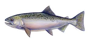 Image result for Oncorhynchus tshawytscha