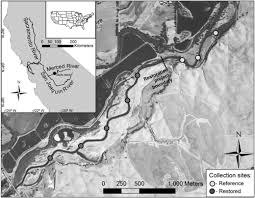 Image result for Ptychocheilus grandis