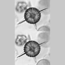 Attēlu rezultāti vaicājumam “Diderma radiatum macro”