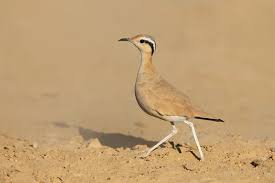 Image result for Cursorius cursor