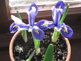 Attēlu rezultāti vaicājumam “Iris reticulata flower”