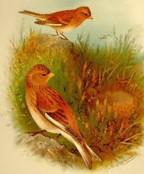 Image result for twite photo