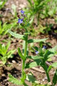 Attēlu rezultāti vaicājumam “Anchusa arvensis flower”