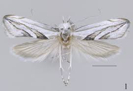 Attēlu rezultāti vaicājumam “Yponomeutidae”