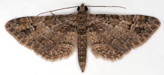 Attēlu rezultāti vaicājumam “Gymnoscelis rufifasciata”