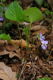 Attēlu rezultāti vaicājumam “Viola mirabilis leaf”