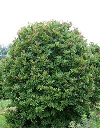 Attēlu rezultāti vaicājumam “Magnolia x loebneri”