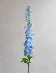 Image result for Delphinium