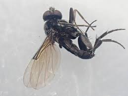 Attēlu rezultāti vaicājumam “Brachycera”