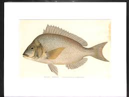 Image result for Stenotomus chrysops