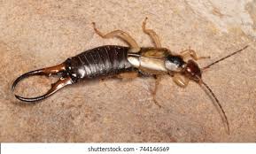 Attēlu rezultāti vaicājumam “Forficula auricularia male”