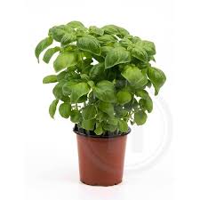 Image result for Basilikum