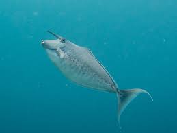 Image result for Naso unicornis