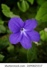 Image result for Browallia speciosa