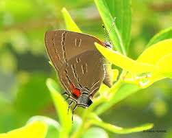 Attēlu rezultāti vaicājumam “Cribraria languescens stalked”