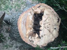 Attēlu rezultāti vaicājumam “Kretzschmaria deusta”