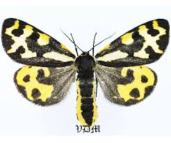 Attēlu rezultāti vaicājumam “Arctiidae”