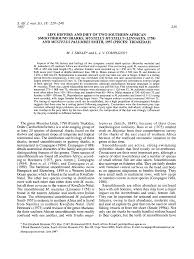 Image result for Mustelus palumbes