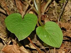 Image result for Omphalodes verna